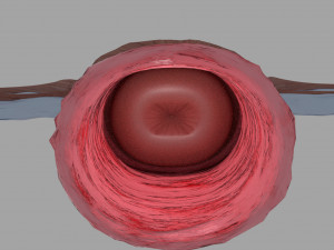 Uterus 3D 模型
