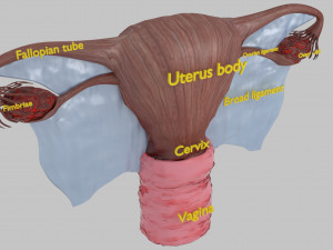 Uterus 3D 模型