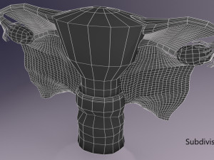 Uterus 3D 模型