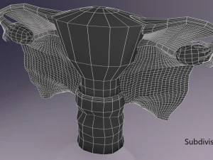 Uterus 3D Model