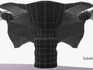 Uterus 3D 模型