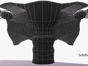 Uterus 3D Model