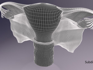 Uterus 3D 模型