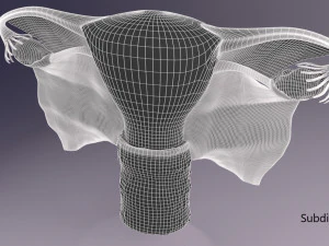 Uterus 3D Model
