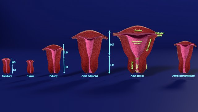 3D Uterus different stages of development cut label 3D मॉडल .c4d .max .obj .3ds .fbx .stl .blend 