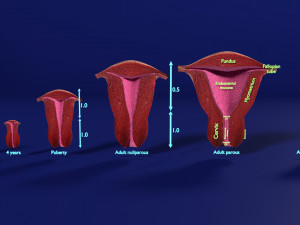 3D Uterus different stages of development cut label 3D Model