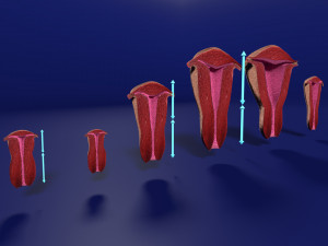 3D Uterus different stages of development cut label 3D मॉडल