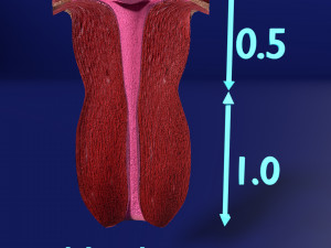 3D Uterus different stages of development cut label 3D मॉडल