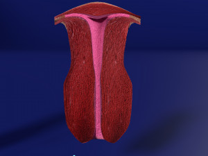 3D Uterus different stages of development cut label 3D मॉडल