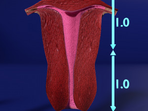 3D Uterus different stages of development cut label 3D मॉडल