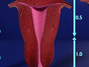 3D Uterus different stages of development cut label 3D मॉडल