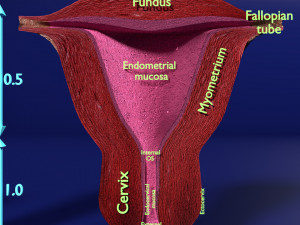 3D Uterus different stages of development cut label 3D मॉडल