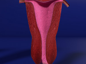 3D Uterus different stages of development cut label 3D मॉडल