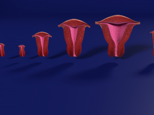 3D Uterus different stages of development cut label 3D मॉडल