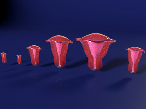 3D Uterus different stages of development cut label 3D मॉडल