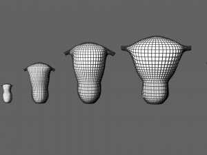 3D Uterus different stages of development cut label 3D मॉडल