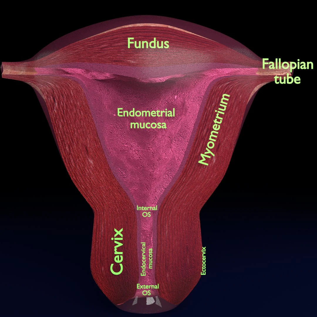 Uterus cut open bisected labelled detail model 3D Model .c4d .max .obj .3ds .fbx .stl .blend 