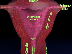 Uterus cut open bisected labelled detail model 3Dモデル