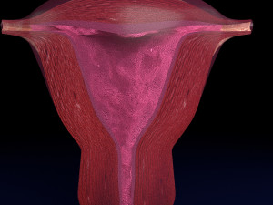 Uterus cut open bisected labelled detail model 3D 模型