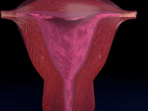 Uterus cut open bisected labelled detail model 3D Model