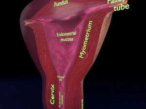 Uterus cut open bisected labelled detail model 3D Model