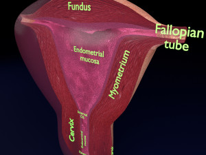Uterus cut open bisected labelled detail model 3D 模型
