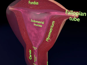 Uterus cut open bisected labelled detail model 3D Model