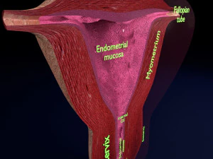 Uterus cut open bisected labelled detail model 3D Model