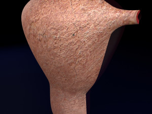 Uterus cut open bisected labelled detail model 3D 模型