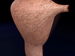 Uterus cut open bisected labelled detail model 3D Model