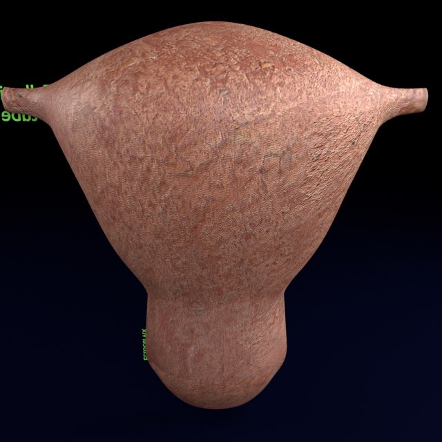 Uterus cut open bisected labelled detail model 3D Model in Anatomy 3DExport