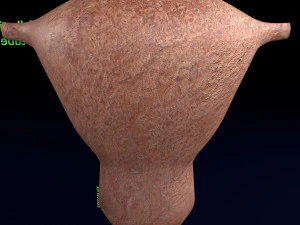 Uterus cut open bisected labelled detail model 3D Model