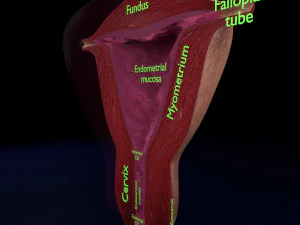 Uterus cut open bisected labelled detail model 3D Model