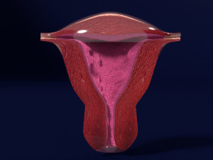 Uterus cut open bisected labelled detail model 3D 模型