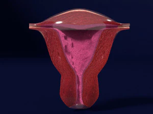 Uterus cut open bisected labelled detail model 3D Model