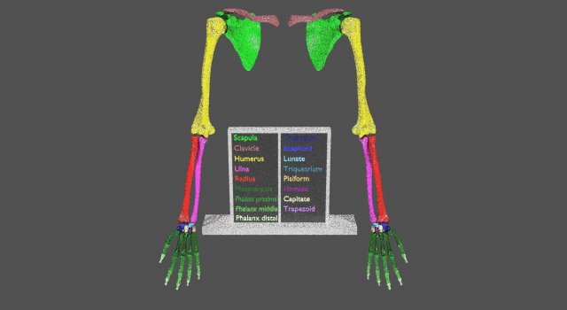 Upper Limbs with girdle color coded 3D Model .c4d .max .obj .3ds .fbx .stl .blend 