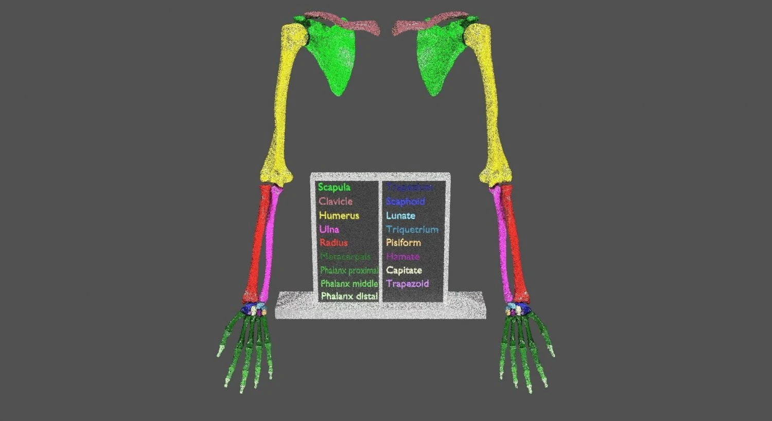 Upper Limbs with girdle color coded 3D Model .c4d .max .obj .3ds .fbx .stl .blend 
