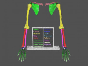 Upper Limbs with girdle color coded 3D Model