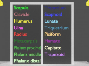 Upper Limbs with girdle color coded 3D Model