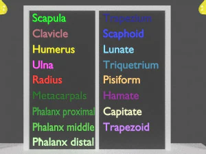 Upper Limbs with girdle color coded 3D Model