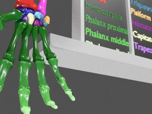 Upper Limbs with girdle color coded 3D Model