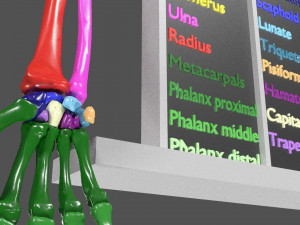 Upper Limbs with girdle color coded 3D Model