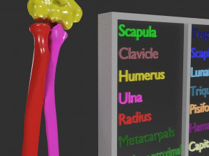 Upper Limbs with girdle color coded 3D Model