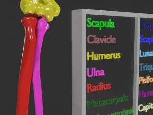 Upper Limbs with girdle color coded 3D Model