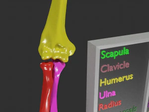 Upper Limbs with girdle color coded 3D Model