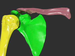 Upper Limbs with girdle color coded 3D Model