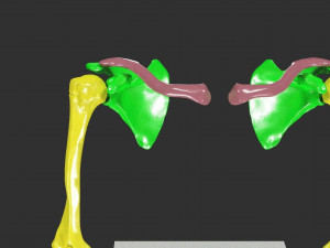 Upper Limbs with girdle color coded 3D Model