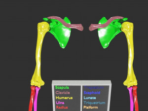 Upper Limbs with girdle color coded 3D Model