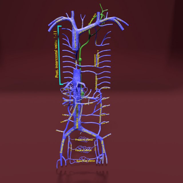 Venous system thoraco abdominal 3D 3D Model .c4d .max .obj .3ds .fbx .stl .blend 