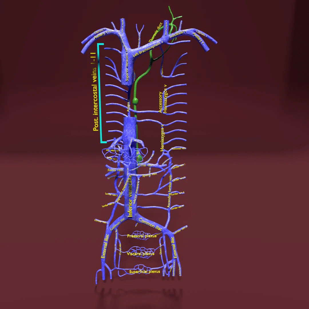 Venous system thoraco abdominal 3D 3D Model .c4d .max .obj .3ds .fbx .stl .blend 